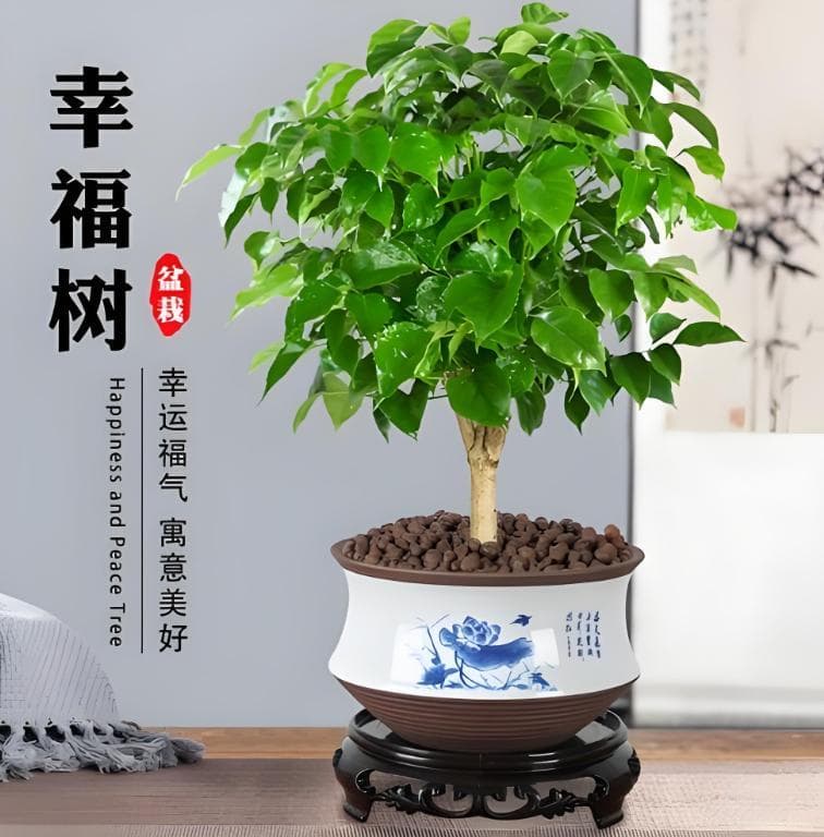 温居之礼，寓意深远：如何挑选一份承载祝福的乔迁礼物