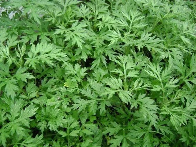 艾馍馍那么香，孕妇能吃吗？这里有答案