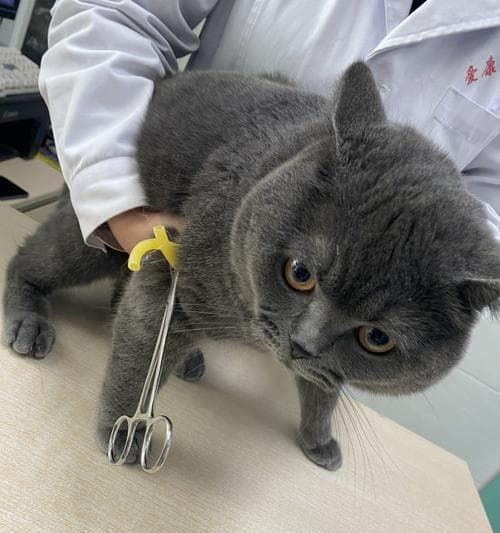 猫咪绝育时间表（为宠物的健康着想）