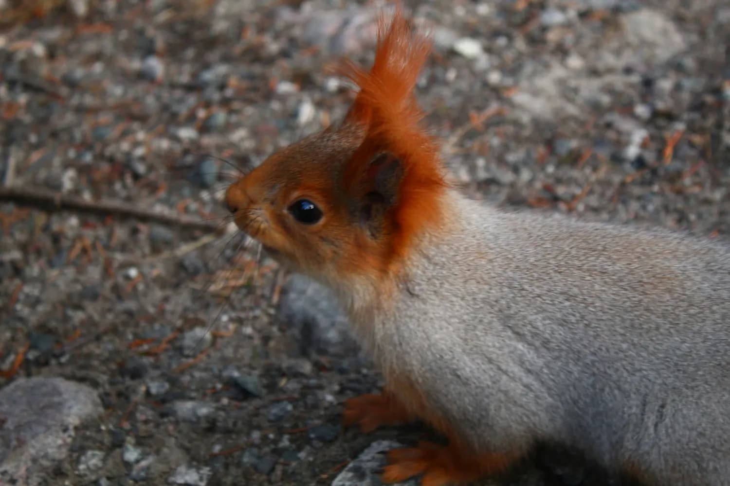 Squirrel Agent AI守护红松鼠，科技护航自然保护