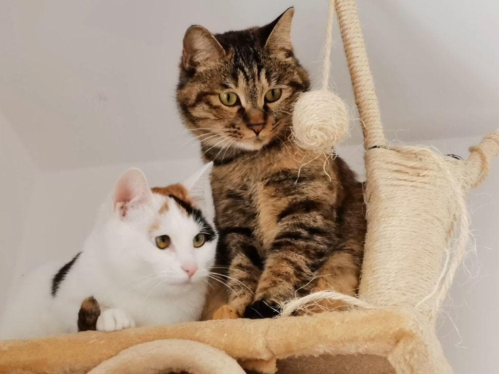猫吃老鼠药后的解毒方法与注意事项