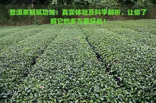 普洱茶解腻功效：真实体验及科学解析，让你了解它的多方面好处！