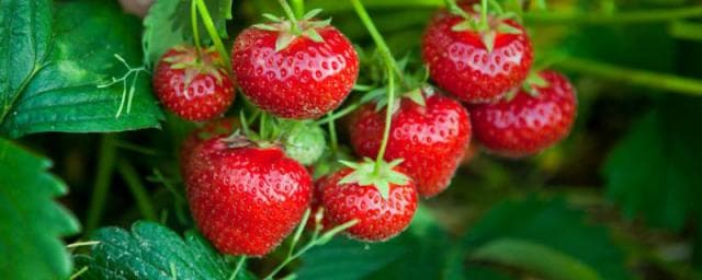 妙香七号草莓品种特点及种植技术要点