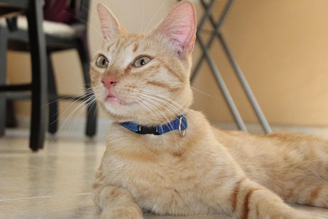 警惕！猫咪吃塑料袋背后的健康隐患及原因