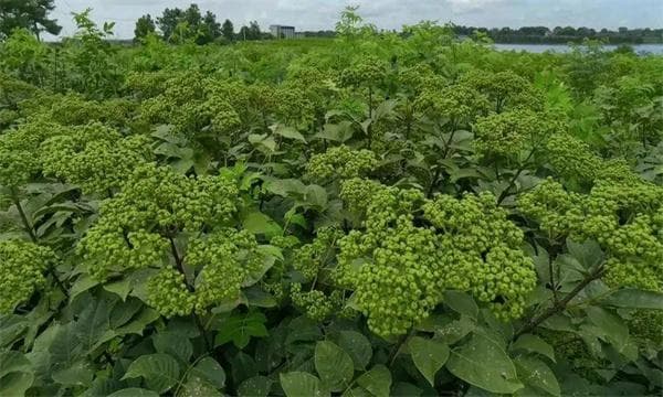 山茱萸的产地分布与生态习性详解