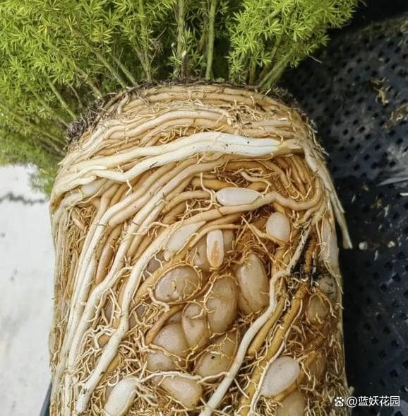 秋季换盆前先搞清楚这3点，不然换盆后很容易枯萎