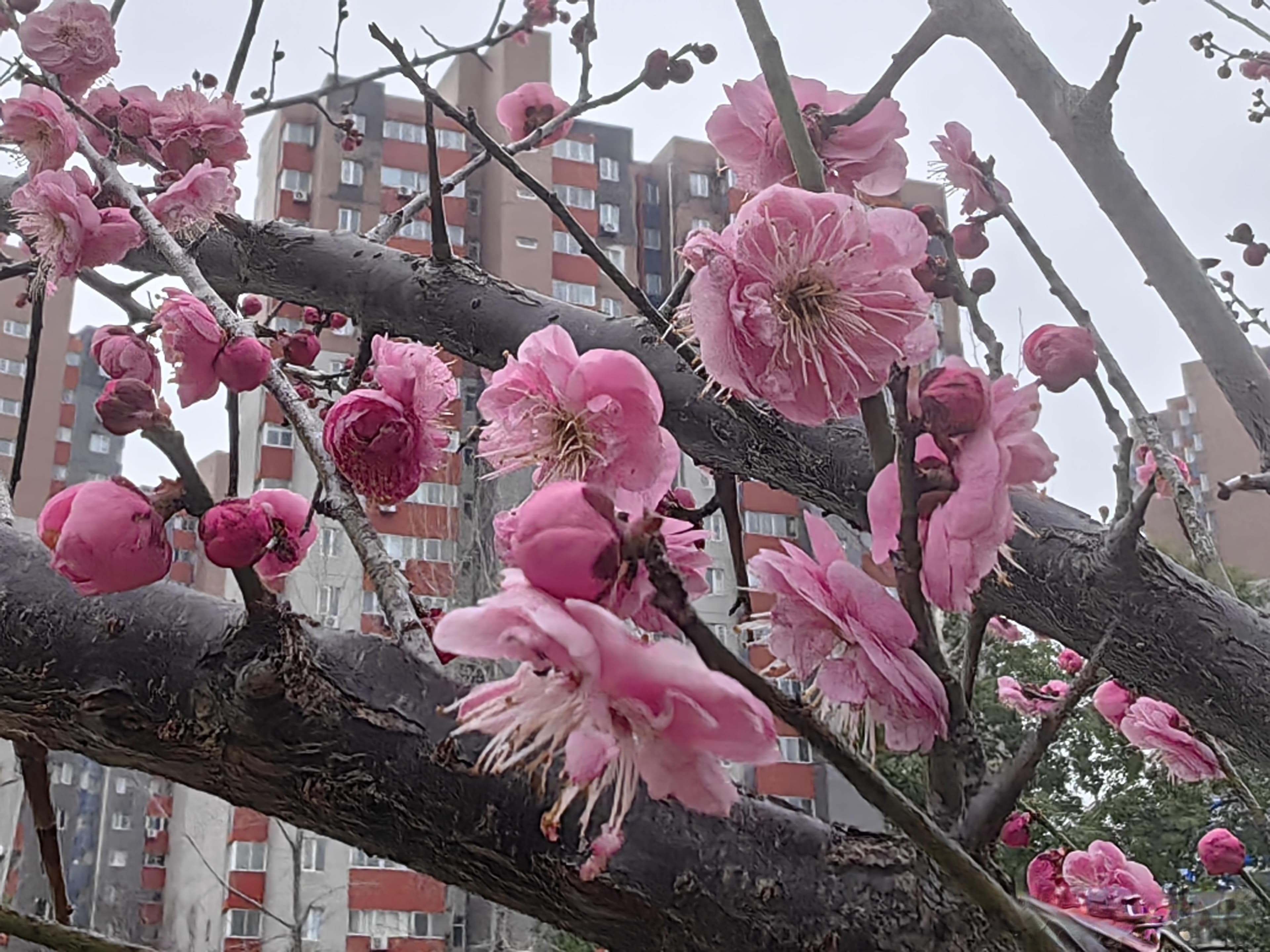 武汉东湖高新区十处赏梅胜地全攻略