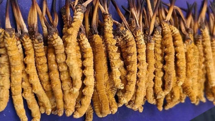 冬虫夏草服用注意事项：科学进补指南