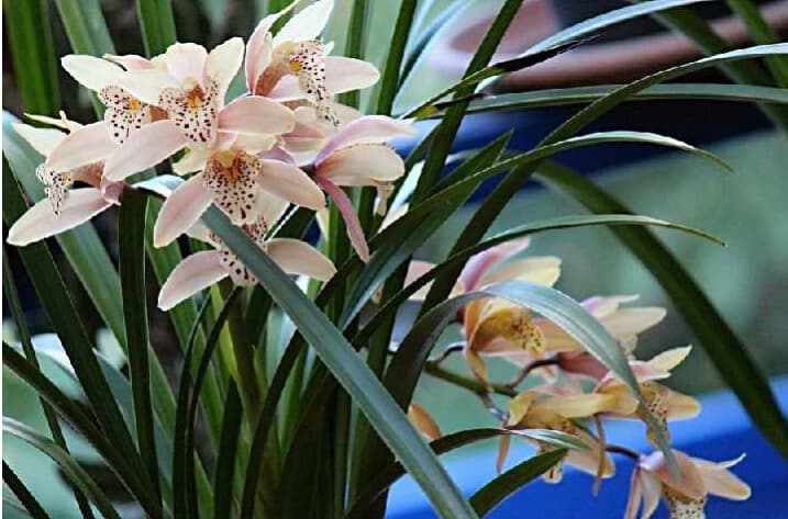 为什么春季代表兰花（兰花在古代的特殊意义）