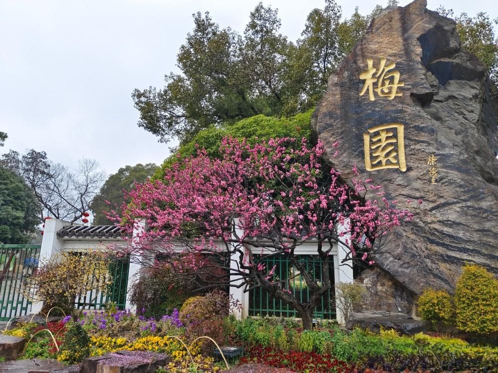 无锡梅园进入最佳观赏期，今年现“双梅同放”景观