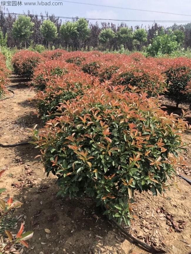 红叶石楠球秋季病虫害预防指南及球类植物推荐