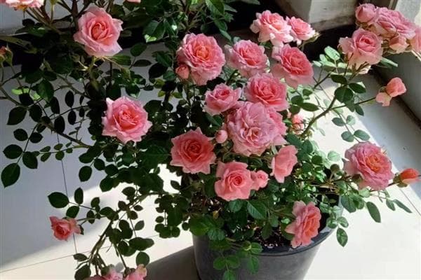 月季花盆栽怎么养护，做好通风工作可避免病虫滋生