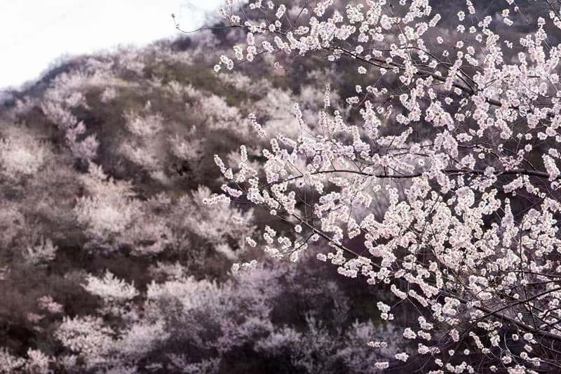 清明节为什么要祭祖？如何祭祖？仪式有讲究