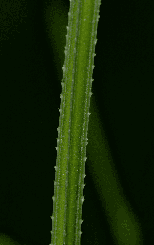 茜草：从传统染料到现代应用的植物百科