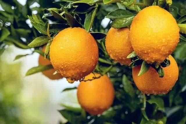 血压高，不能吃柑橘？提醒：若想血压稳定，尽量远离这3种食物