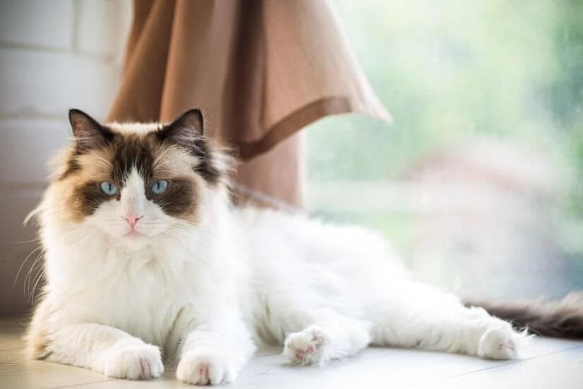 布偶猫怎么养？你知道怎么帮布偶猫选猫粮吗？