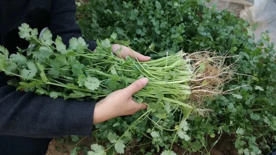 人们对香菜的争议：它为何被戏称为“断阳草”？