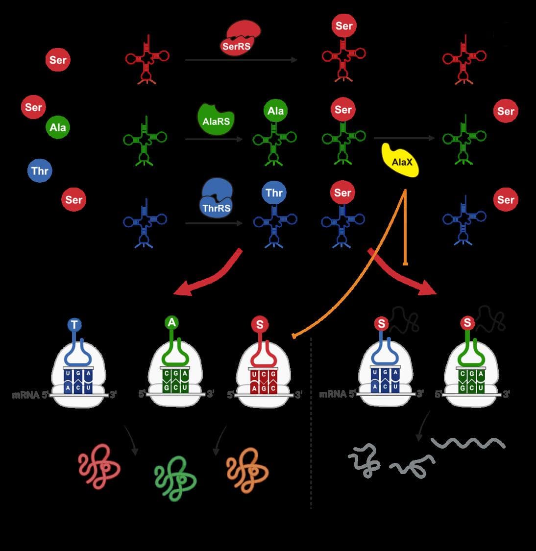 中国科学家揭示真核生物蛋白质合成调控新机制