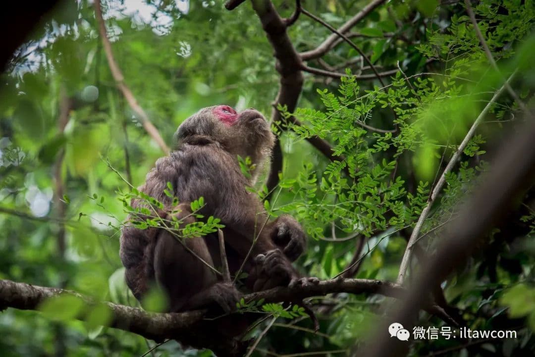 物种图册-短尾猴