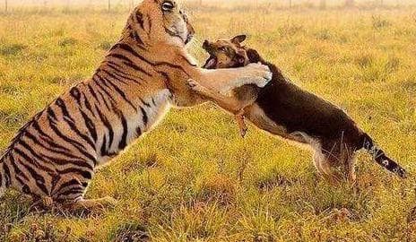 猫科动物一定胜过犬科动物吗？两大杀手家族的终极对决