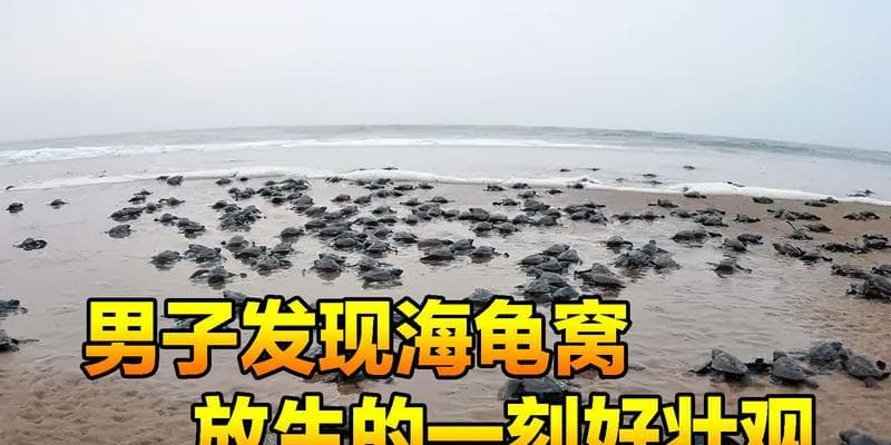 海龟放生的最佳时间选择（探讨海龟放生的最佳时间，保护海洋生态环境）