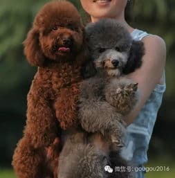 巨型贵宾犬：优雅与智慧的完美结合