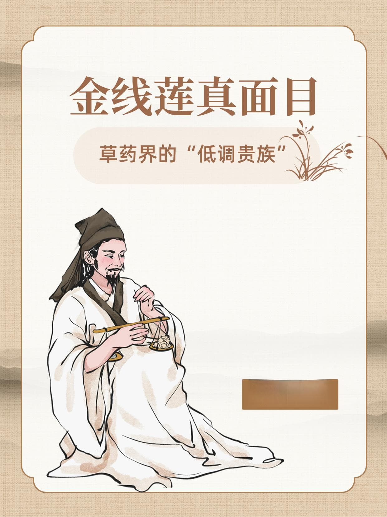 金线莲真面目：草药界的“低调贵族”