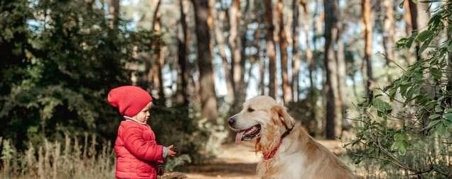 狗狗为何能看穿人心？它们的“感知力”揭示了人性的真实面貌！
