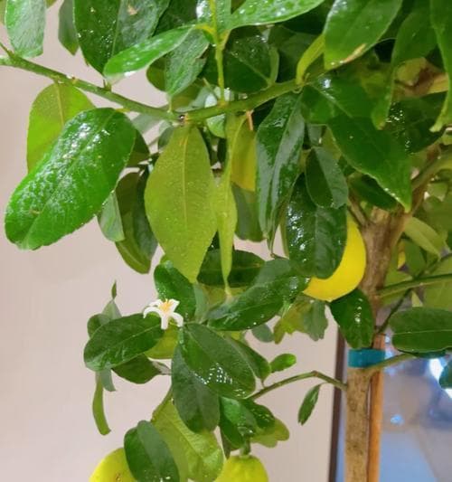 香水柠檬开花结果的生长规律（了解香水柠檬开花结果的时间和方式，让你更好地种植）