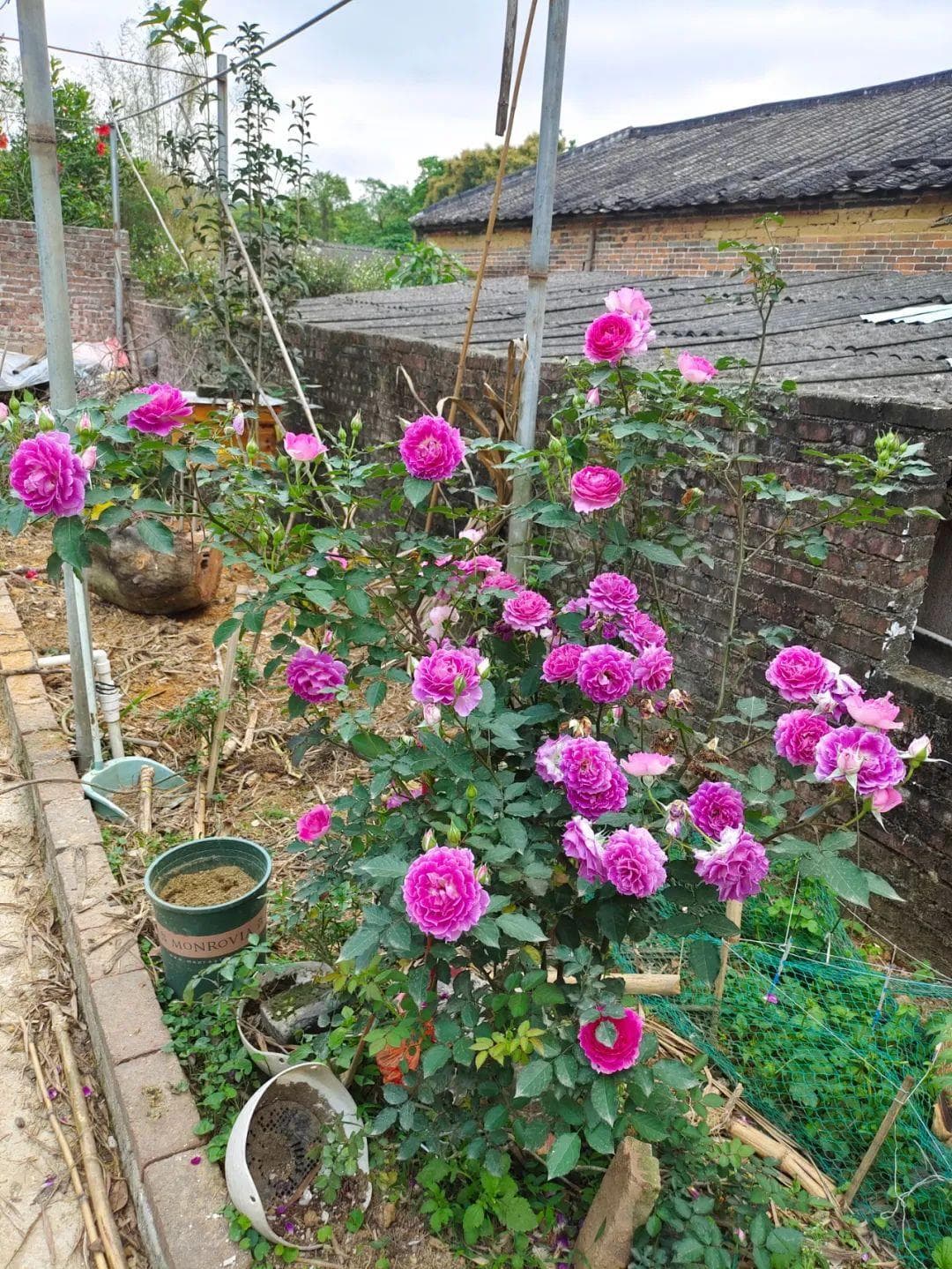 浇花应该怎么浇几天浇一次（盆栽植物浇水完全指南）