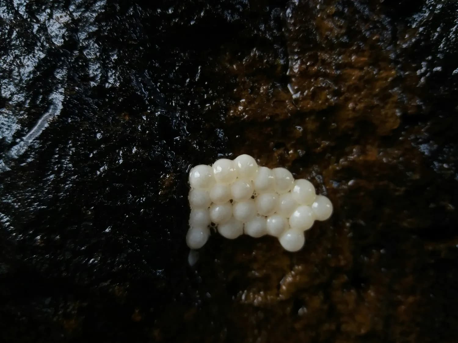 火影忍者同款珍珠丸子，你搓对了吗？