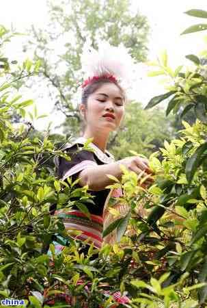 茶多酚含量标准与限量使用规范解析