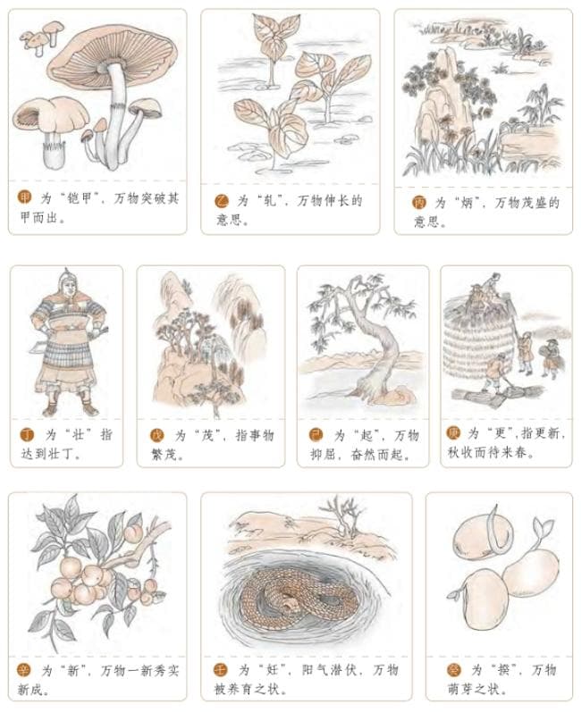从甲乙丙丁到子丑寅卯：天干地支的本意与应用