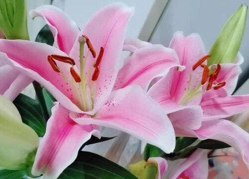 百合花的样子和特点描写（具体形容颜色、形态、气味）