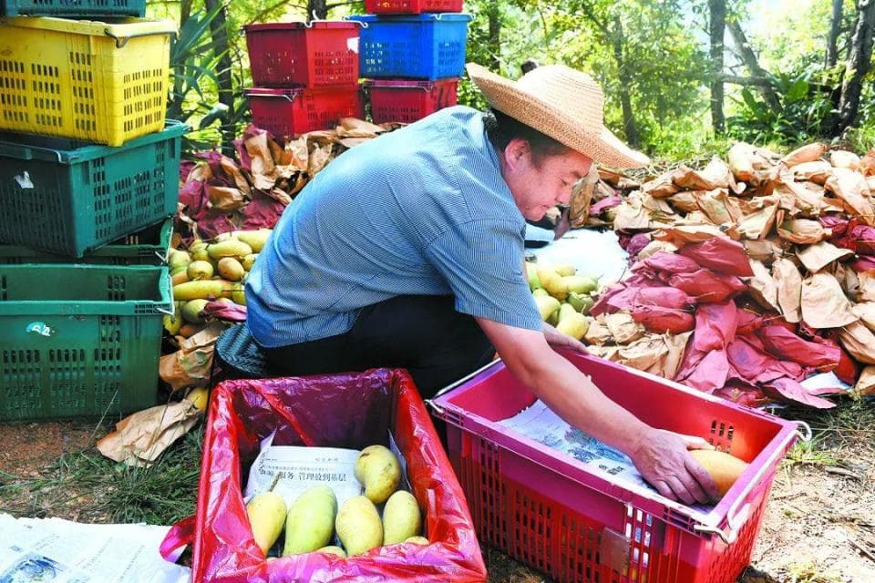 冬日普洱：水果丰收，农文旅融合促增收