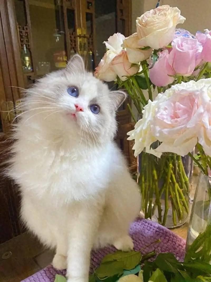 布偶猫拉稀怎么办？原因分析与解决方案全攻略