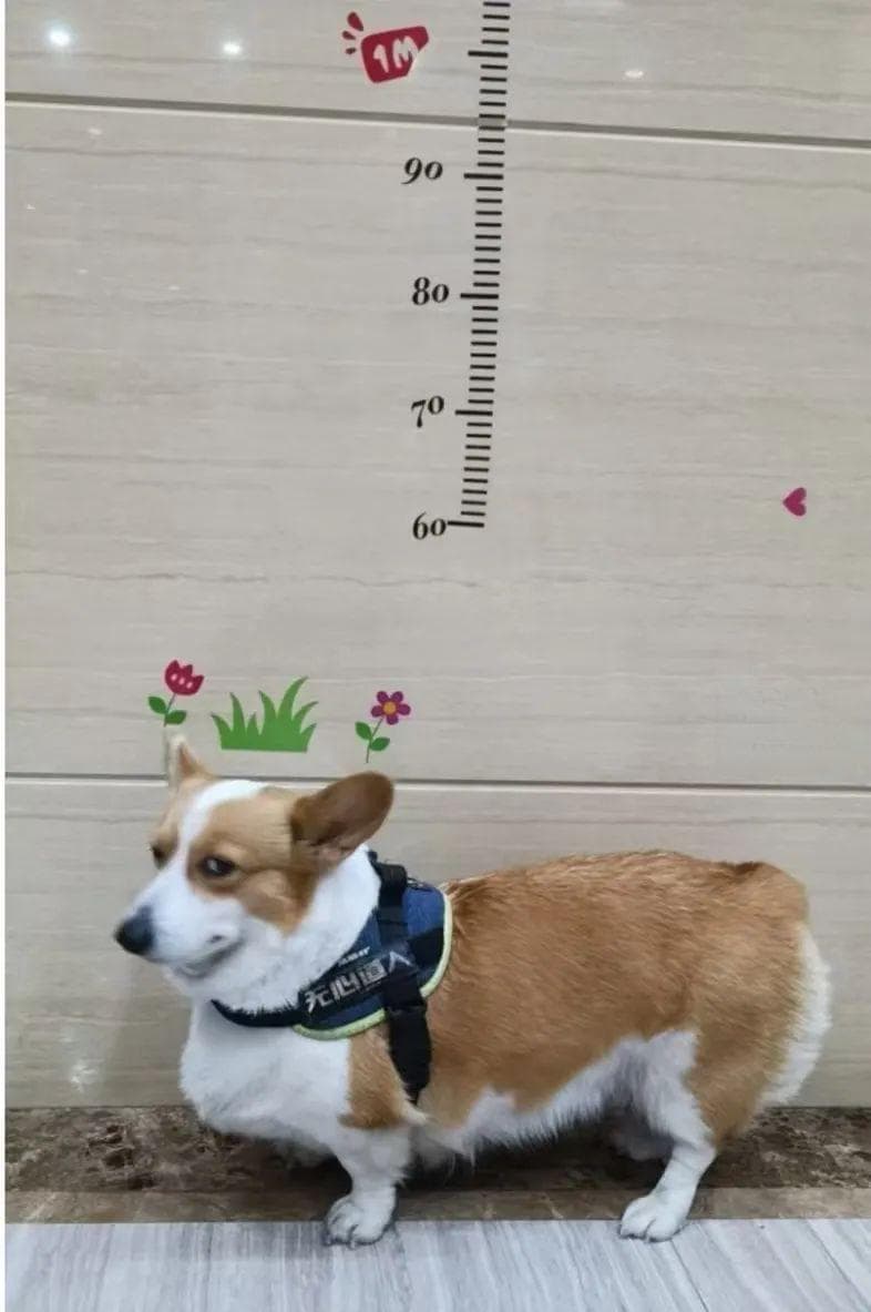 娃长不高，只有这1种情况才需要测骨龄！