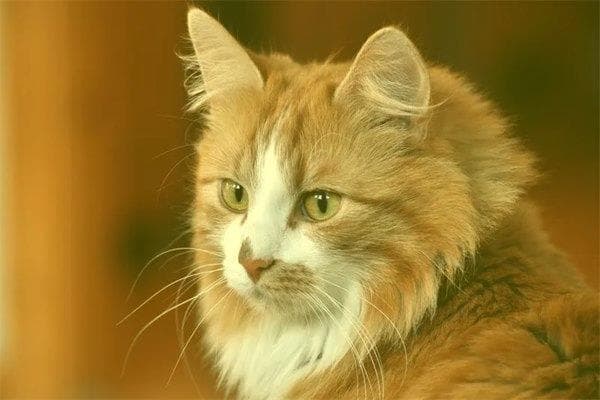 梦到猫是什么意思