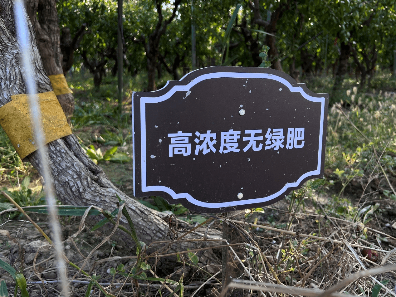 沾化冬枣迎来丰收季，科技小院助力品质提升
