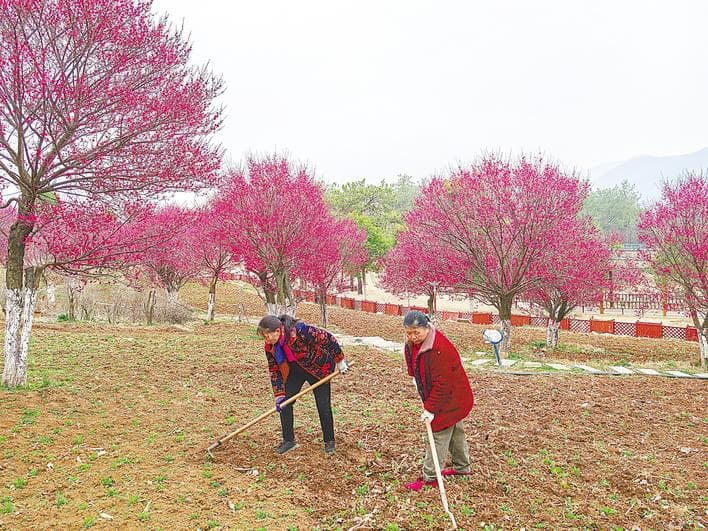 荒山变身花果山——圣境花谷四季花不歇