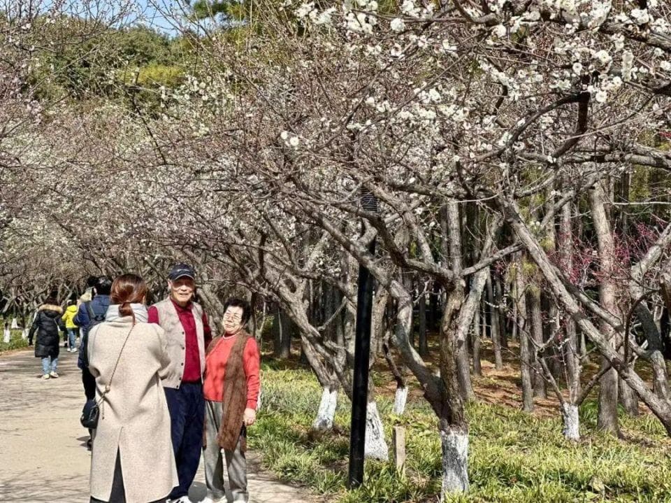 申城本周花讯：梅花渐入佳境，早樱初绽笑脸！