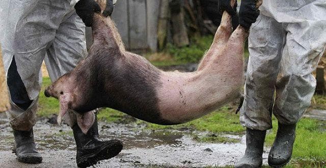北京通州非洲猪瘟疫情：死亡17头，疫点疫区生猪全部扑杀