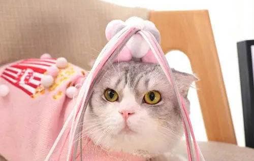 猫咪感冒了，在家该如何治疗？