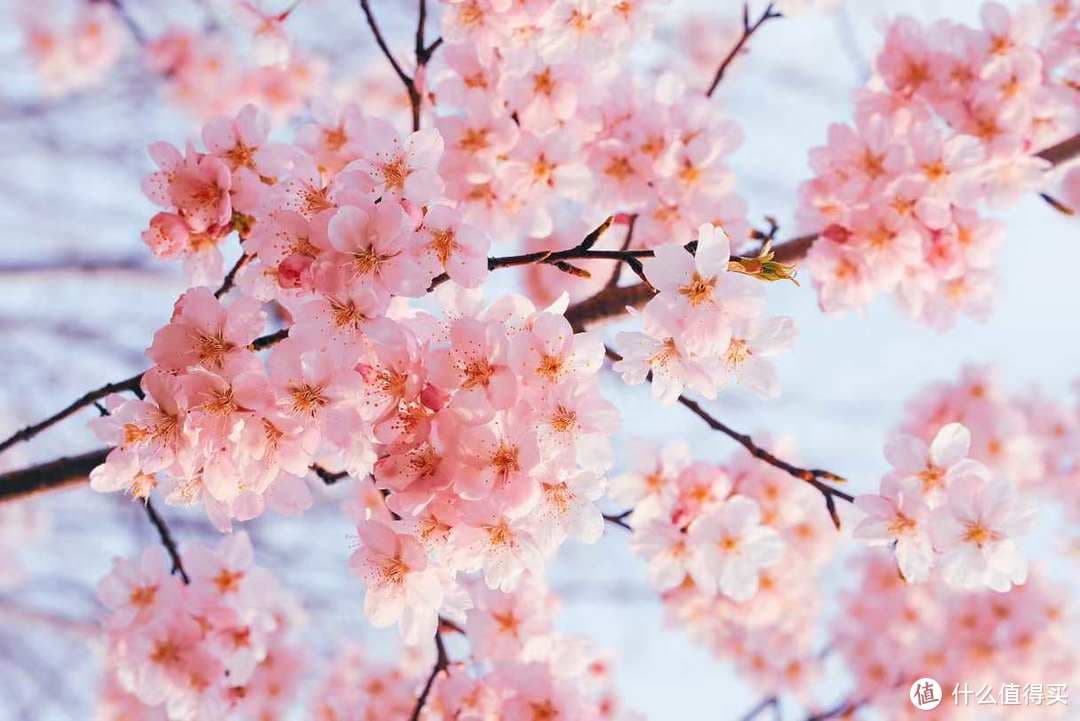 周末出游：赏花之旅的完美规划与心灵SPA