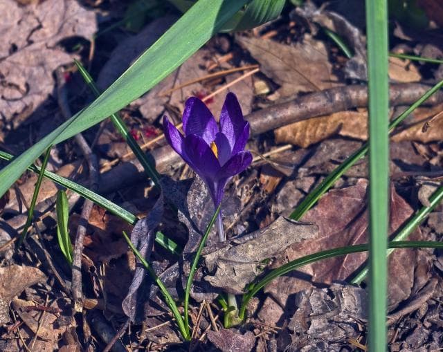 番红花(西红花、藏红花)的栽培管理技术
