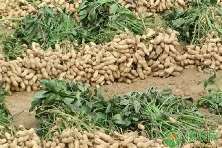 花生中后期管理：关键策略助力提升亩产量