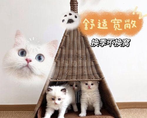 以猫把小猫分开喂，让宠物健康成长（宠物养护的关键-合理喂养）