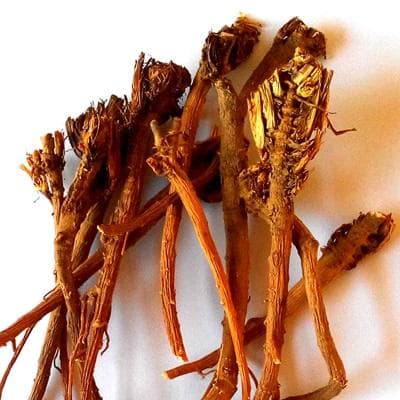 北柴胡：从植物形态到药用价值的全面解析