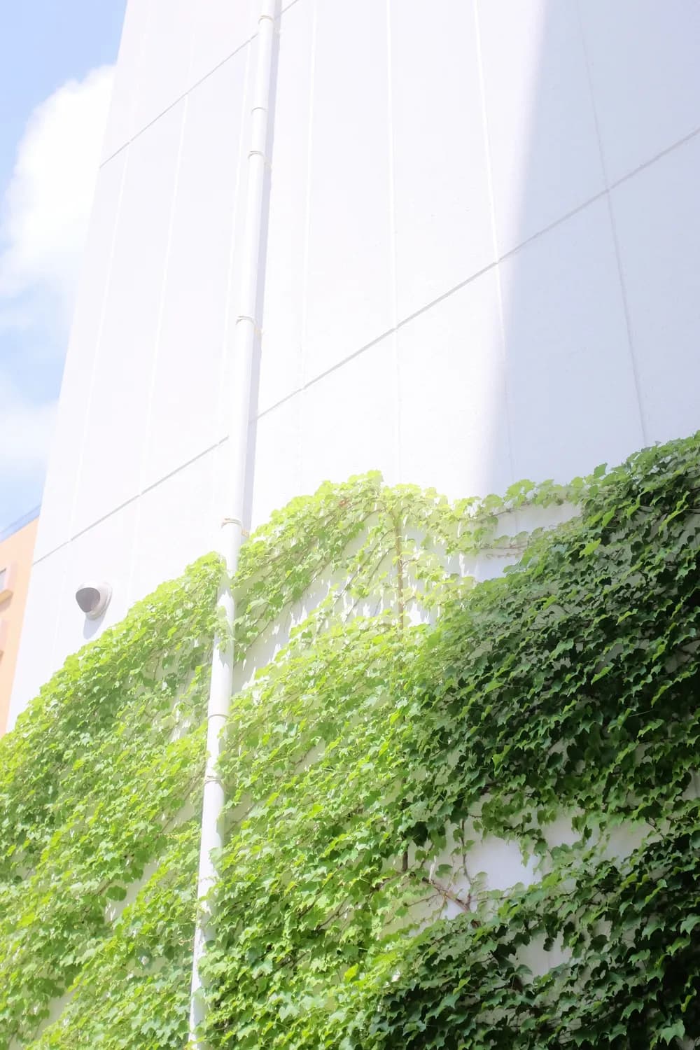 绿色防控：让设施黄瓜种植更安全环保
