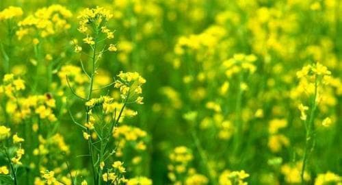 油菜的功效与作用：营养价值和药用价值全解析